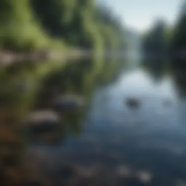 Close-up of a tranquil water surface reflecting nature