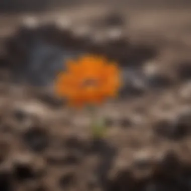 Resilience in Adversity A vibrant flower emerging from cracked soil, signifying resilience and empowerment.