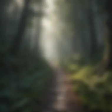 A path leading through a dense forest symbolizing discovery