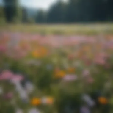 A vibrant meadow filled with wildflowers under a clear blue sky, inspiring joy and creativity