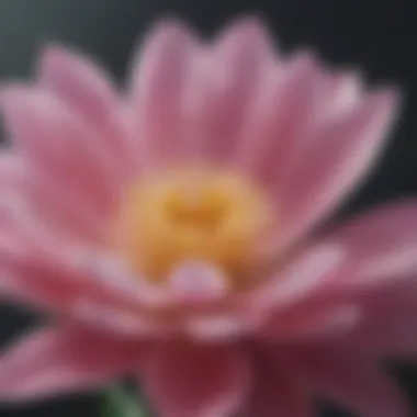 A close-up of a blooming flower symbolizing growth and mindfulness