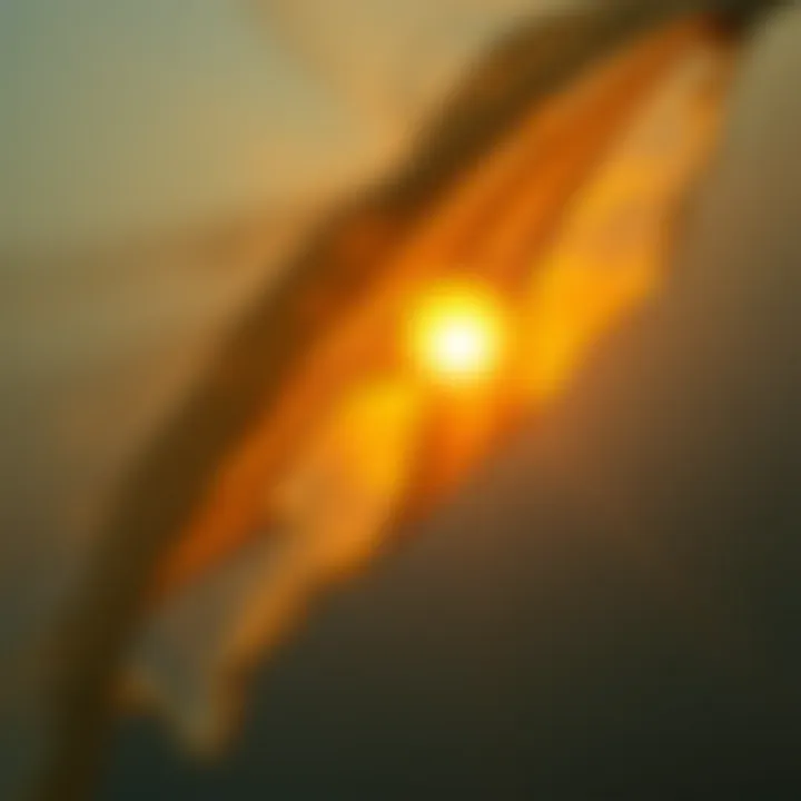 An abstract representation of self-discovery