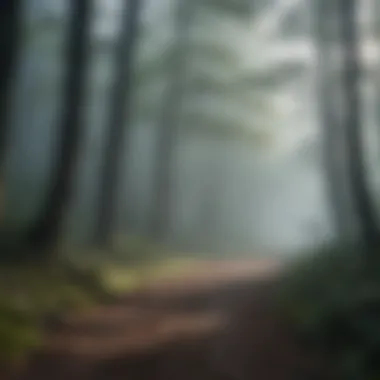 A path through a foggy forest, illustrating the feeling of being lost