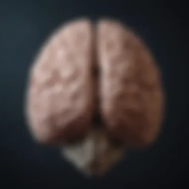 Emotional Complexity in the Brain Abstract representation of the brain showcasing emotional complexity